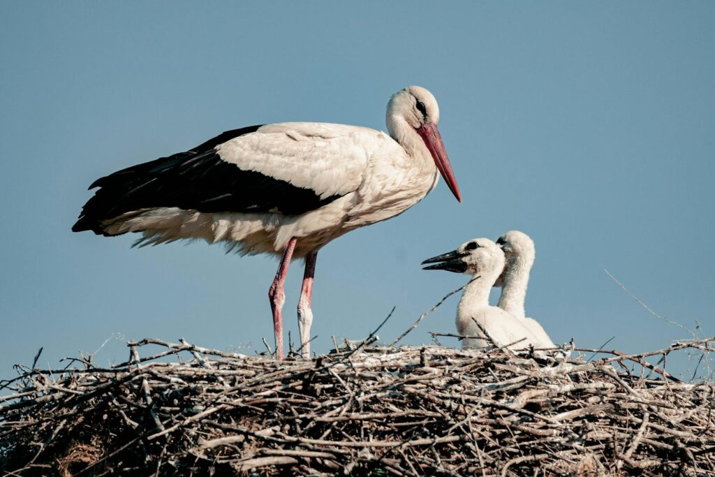 A serene image of a stork family with chicks in a nest, symbolizing wildlife and nature.