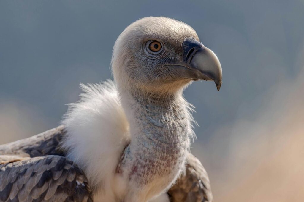 A vulture's head showcasing its features in natural habitat.