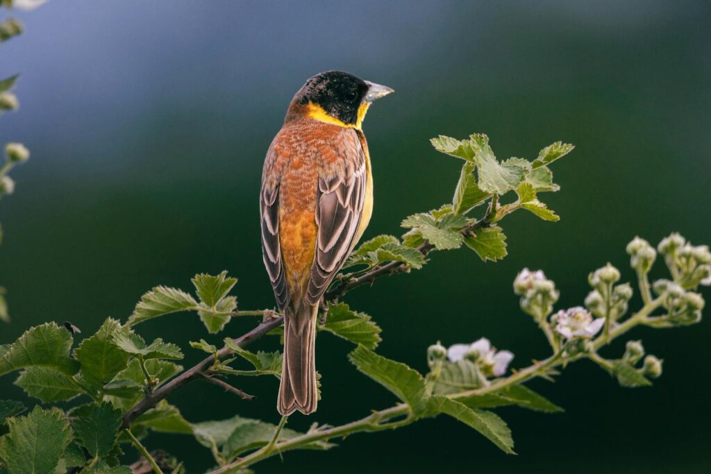 A colorful songbird on a branch surrounded by lush greenery.