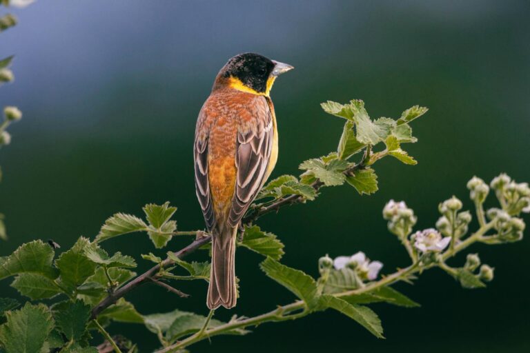 A colorful songbird on a branch surrounded by lush greenery.