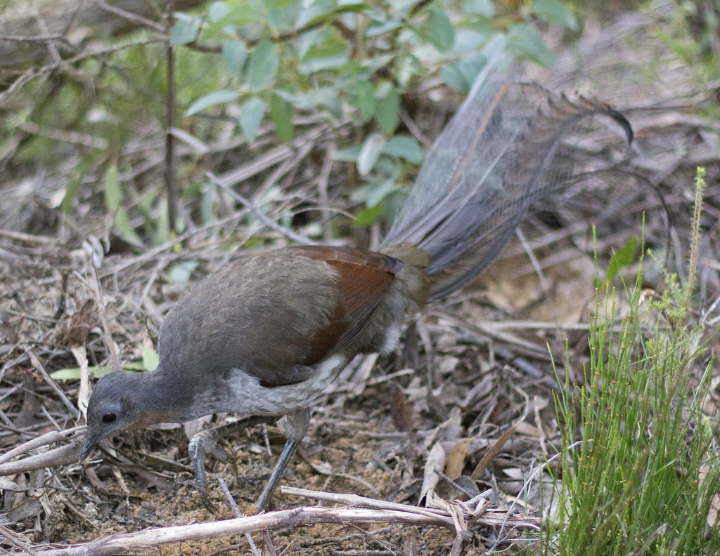 A Lyrebird forages on the ground in a natural habitat.