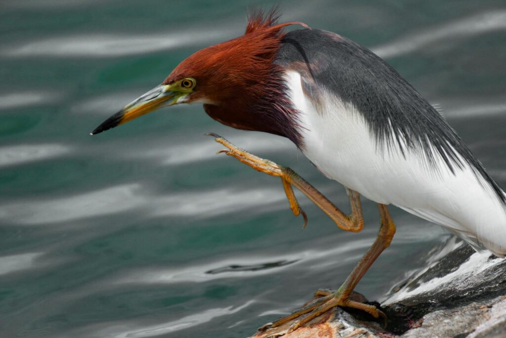 A Chinese Pond Heron perches elegantly on a rock by the water.