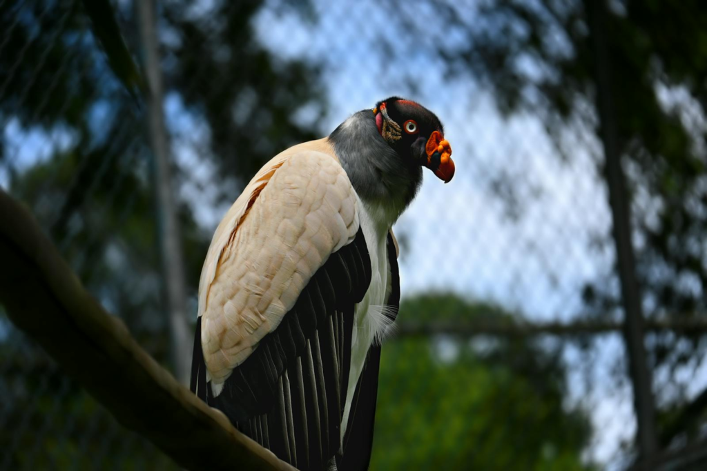 A King Vulture is perched on a branch in a wooded area.
