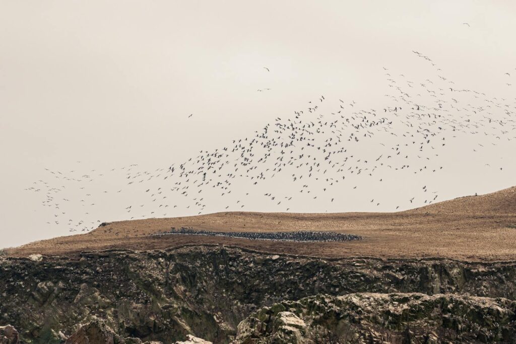 A flock of birds flying over a hill