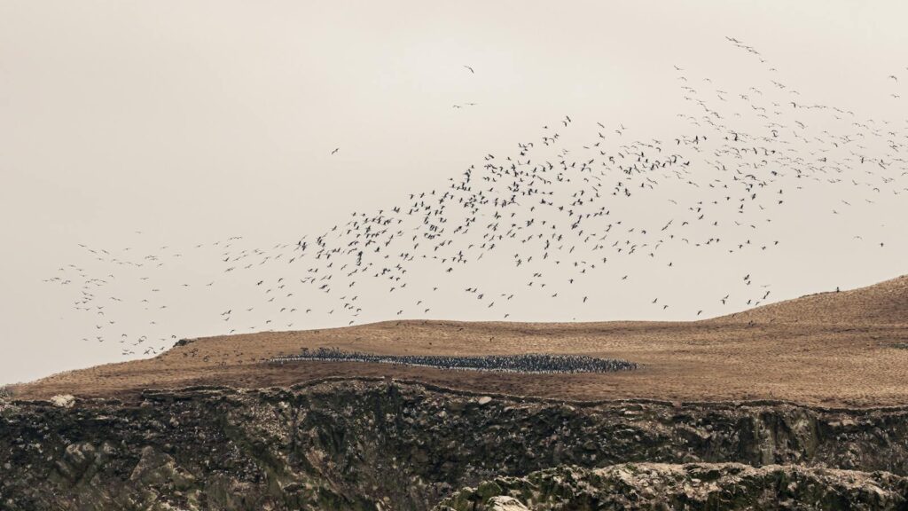 A flock of birds flying over a hill