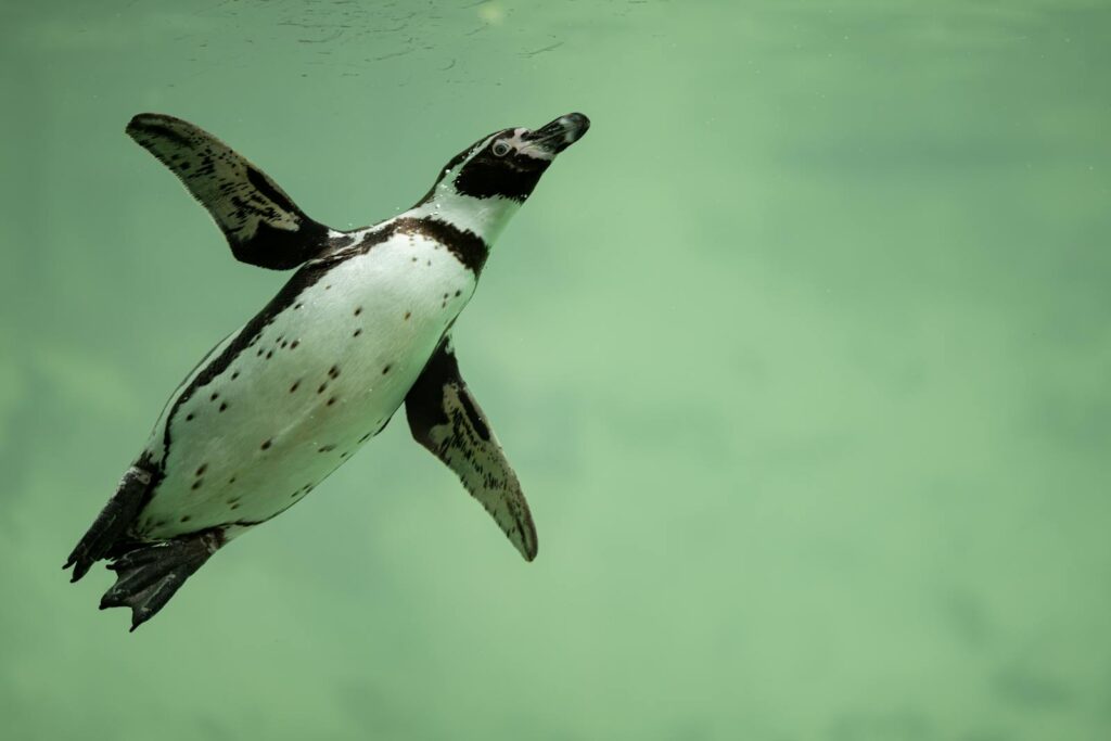 A lone penguin gracefully swims in clear water, showcasing its aquatic agility.