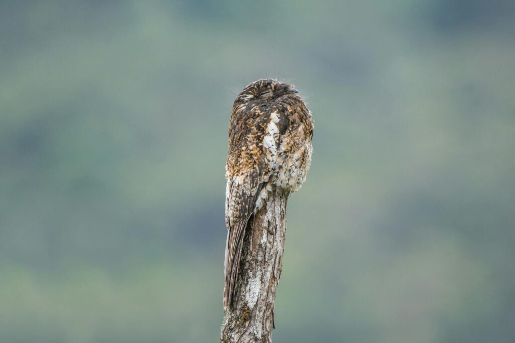 Andean Potoo expertly camouflaged on a tree branch.