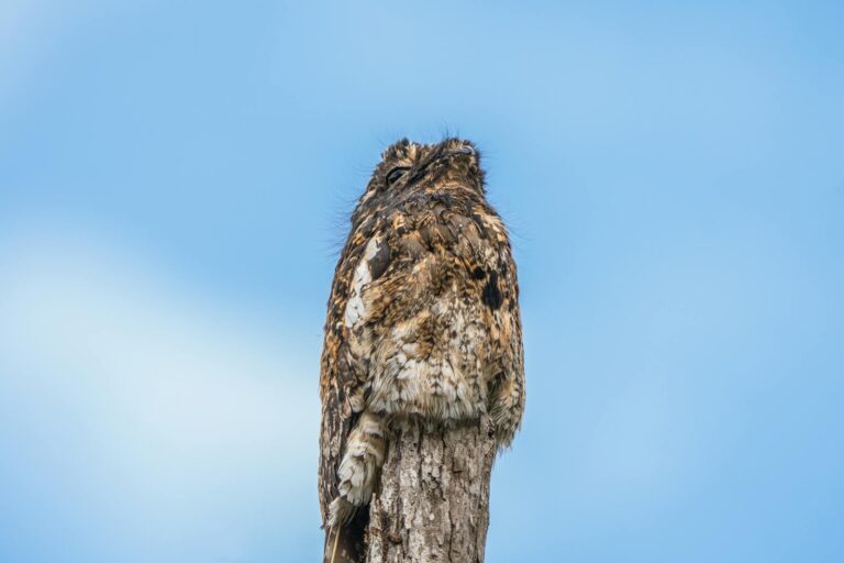 An Andean Potoo perfectly camouflaged while perched on a tree stump.