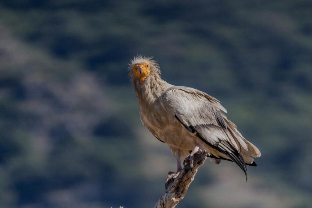 A majestic Egyptian vulture perched on a branch, showcasing its natural habitat.