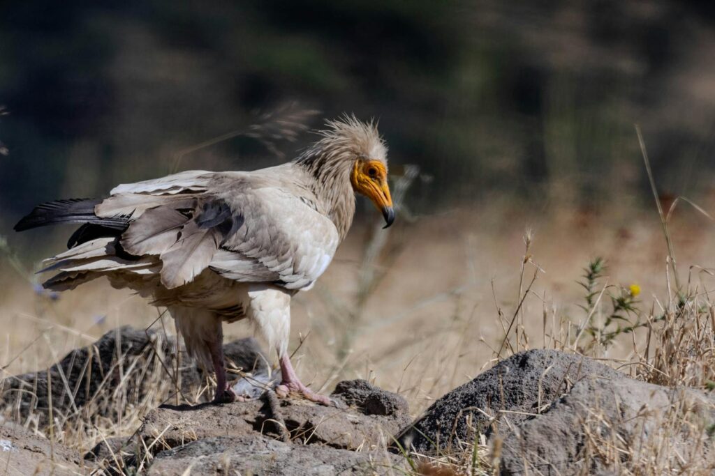 Close-up of an Egyptian vulture standing on rocks, showcasing wildlife beauty.
