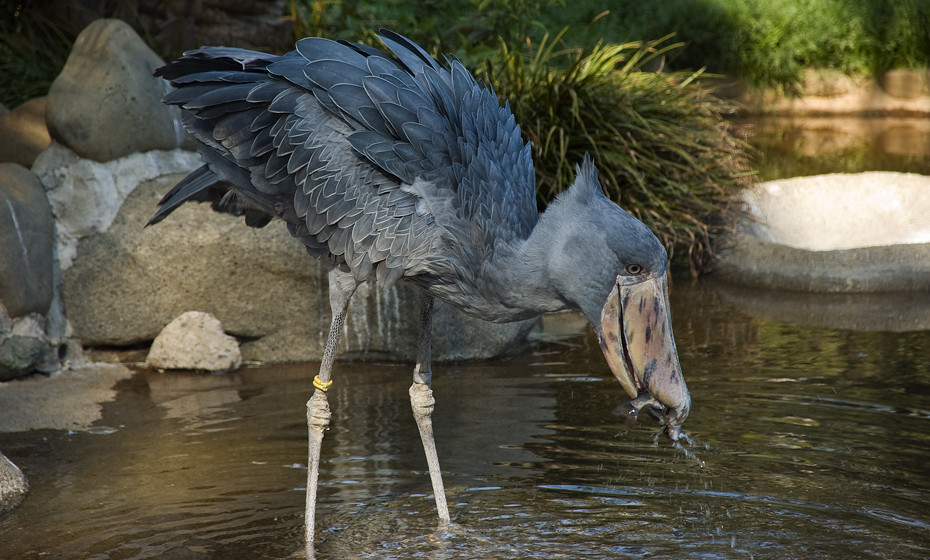 Shoebill stork with a fish in its mouth