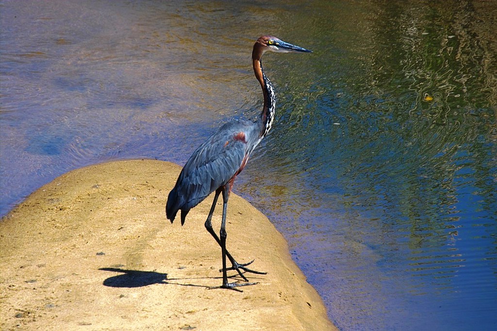 A Goliath Heron stands on a rock near the water.
