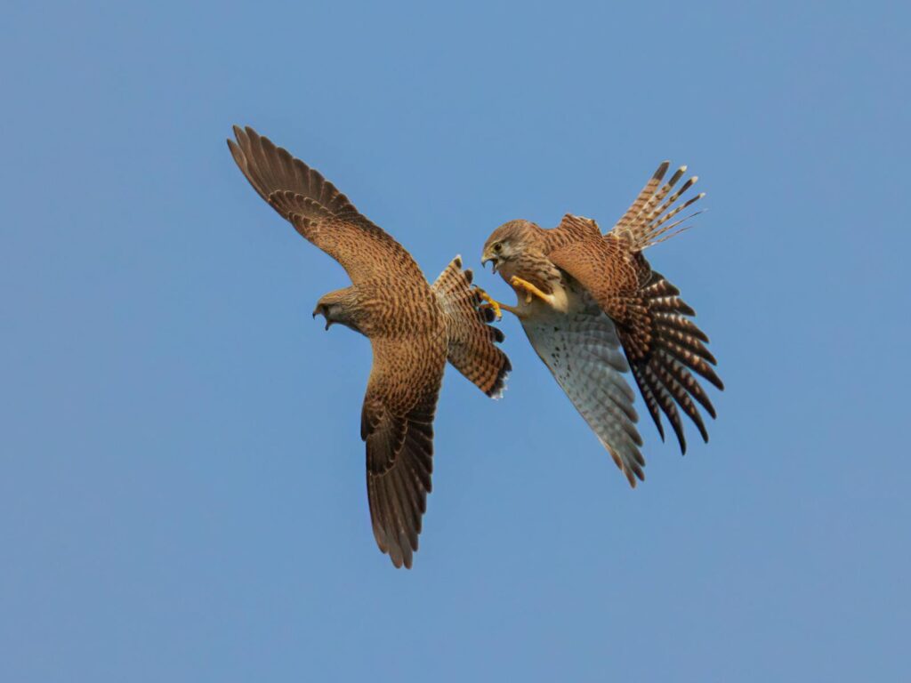 Two Falcons engage in an aerial dance against a clear blue sky in Bangladesh.