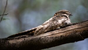 nightjar sitting on a tree branch, blending seamlessly with its surroundings