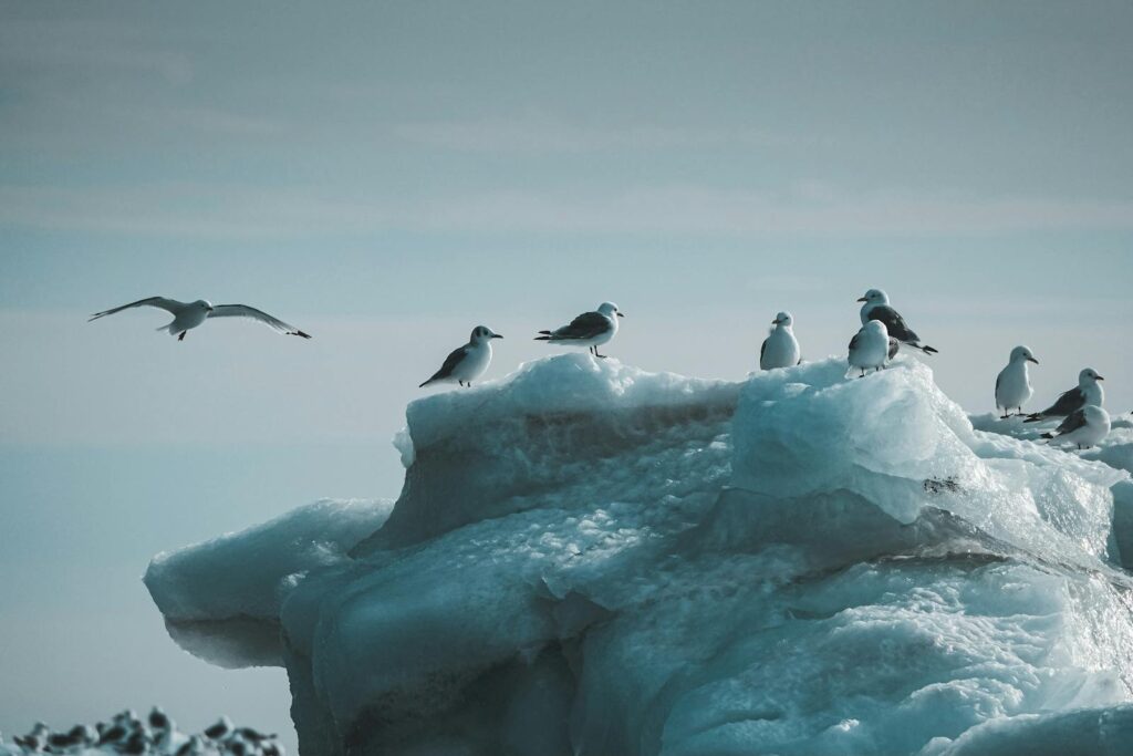Group of Arctic terns resting on icy terrain with one in flight, capturing the essence of polar wildlife.