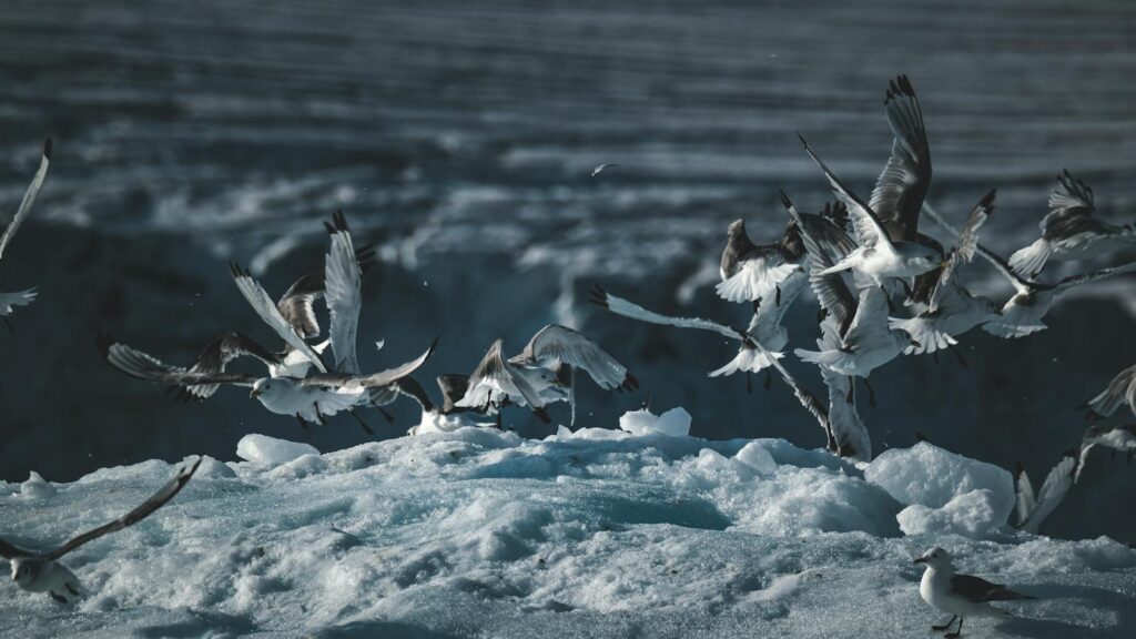 Flock of Arctic Terns touching down on icy terrain