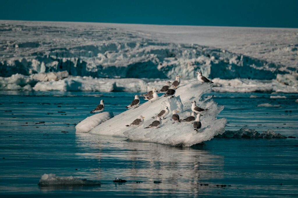 Arctic tern resting on a small iceberg in the cold, arctic environment with icy waters.