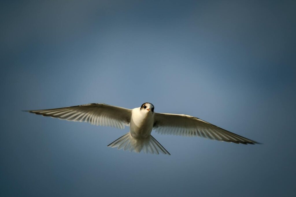 A stunning capture of an Arctic tern flying gracefully against a cloudless blue sky.