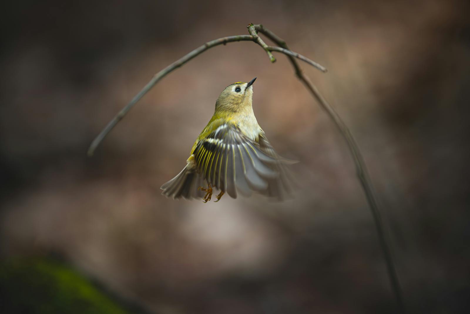 A small bird with yellow and green feathers spreads its wings as it flies.