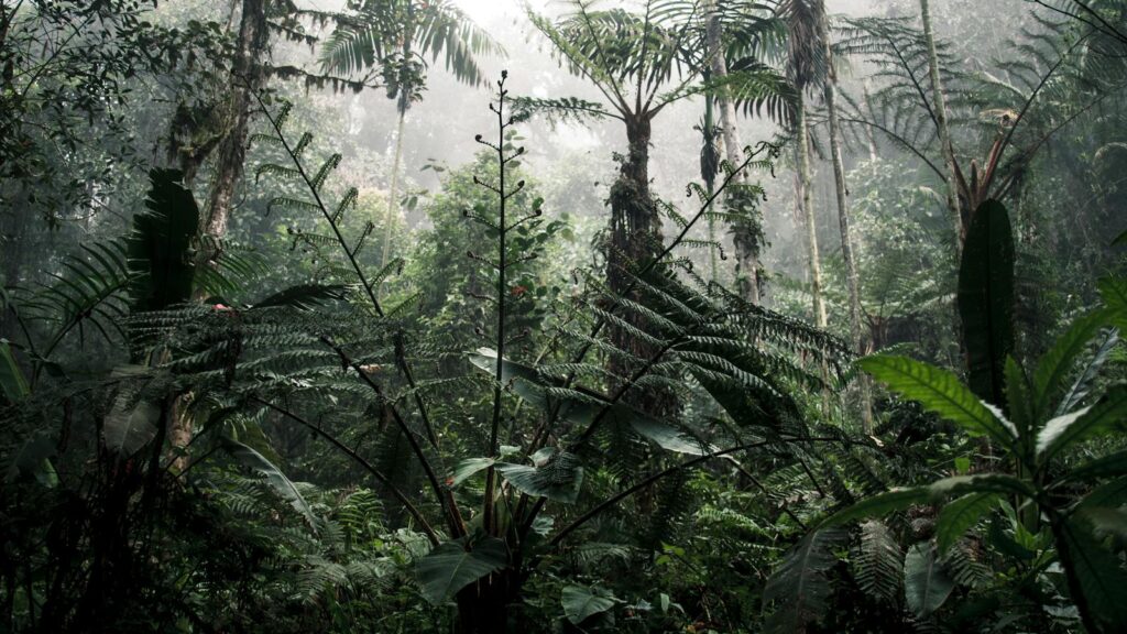 Misty Ecuadorian rainforest filled with dense foliage and vibrant tropical plants