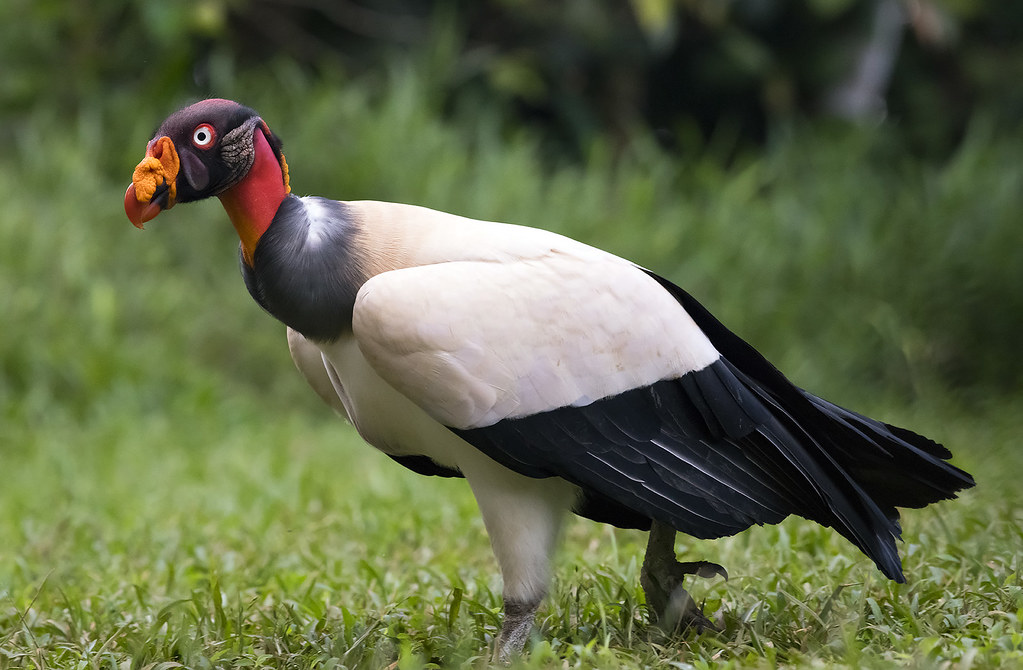A King Vulture with colorful head rests on a log.