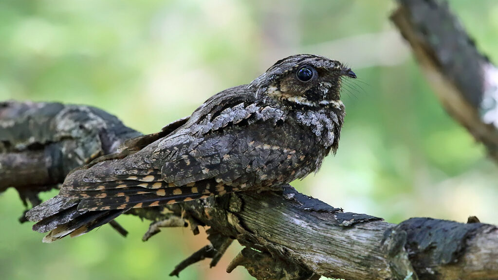 An Eastern Whip-poor-will perches camouflaged on a lichen-covered branch.