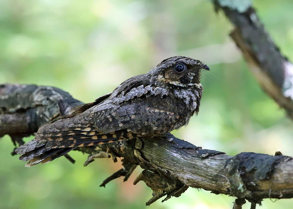 An Eastern Whip-poor-will perches camouflaged on a lichen-covered branch.