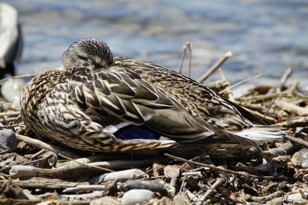 Close-up of a duck resting by the water's edge in a natural setting.