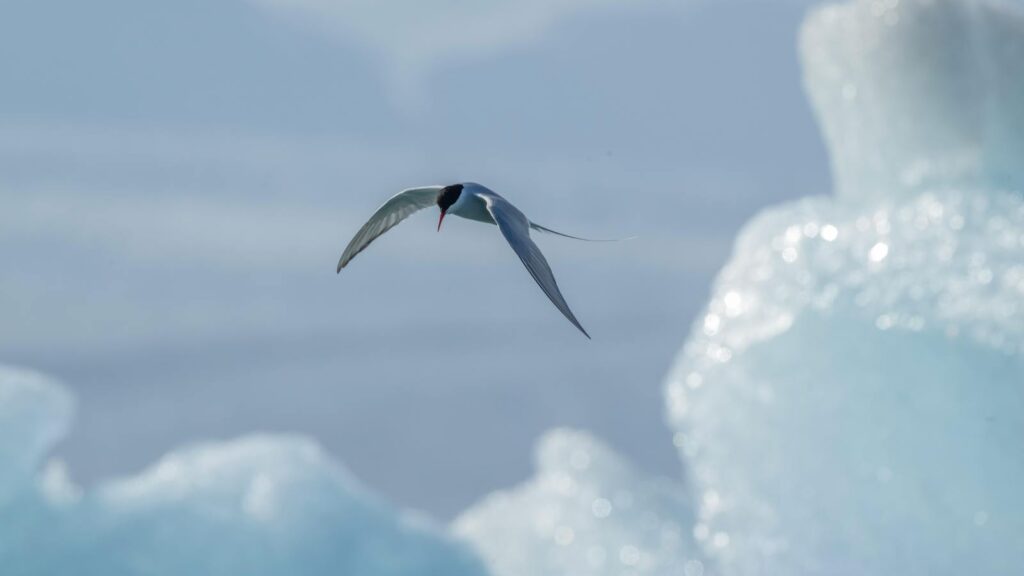 "White Arctic Tern flying over frozen blue icebergs