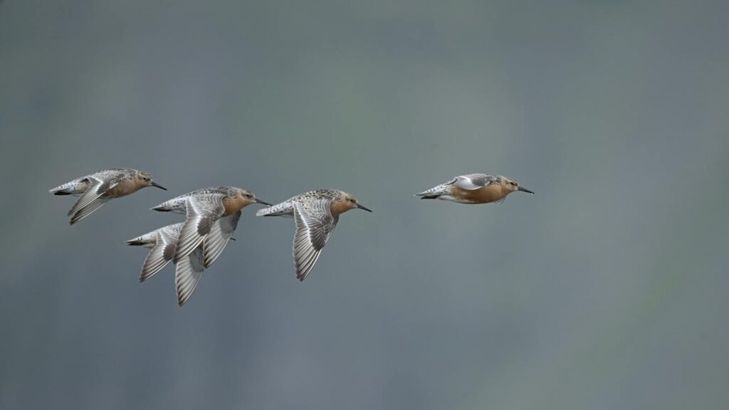 A flock of migratory shorebirds flying gracefully in the sky above Reykjavík, Iceland.