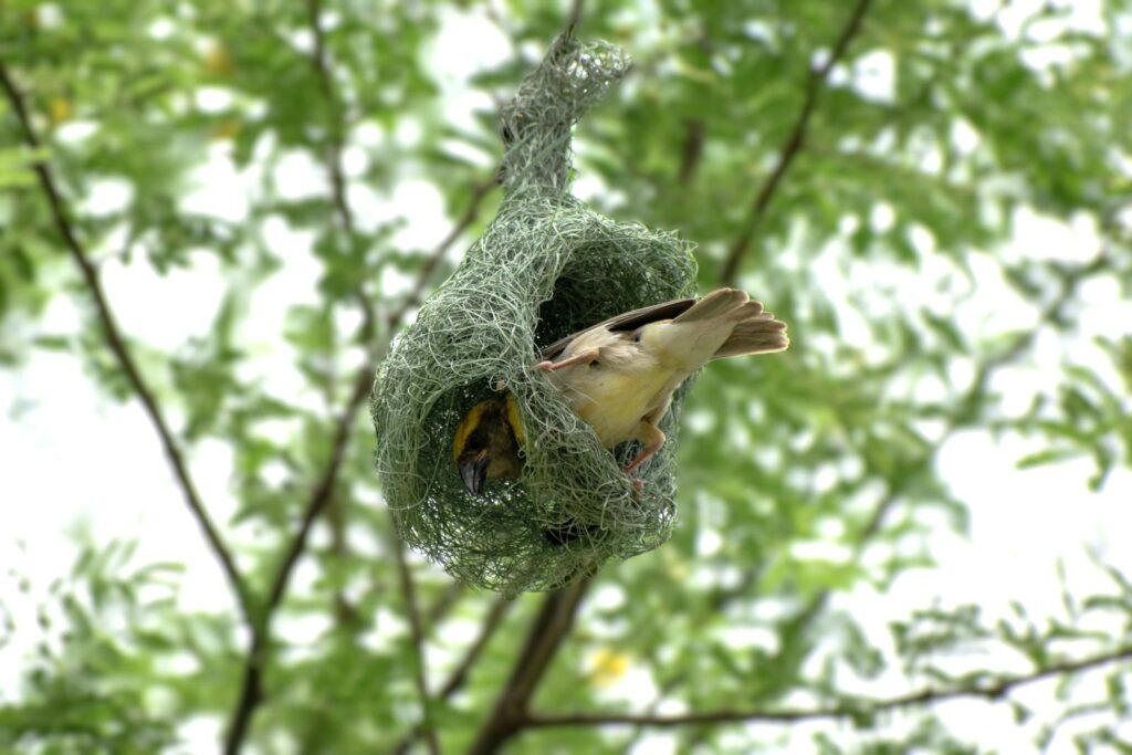 A weaver bird skillfully crafting its nest from leaves and twigs.