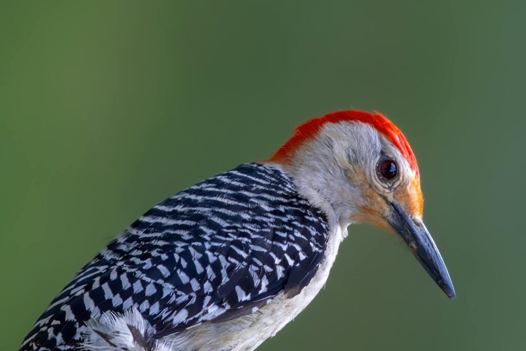 A stunning close-up of a Red-bellied Woodpecker showcasing its vivid plumage against a green backdrop.