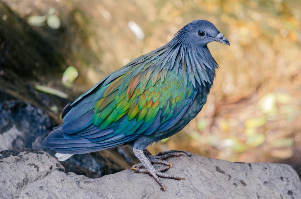 A colorful Nicobar pigeon perched on a rock in a natural setting.