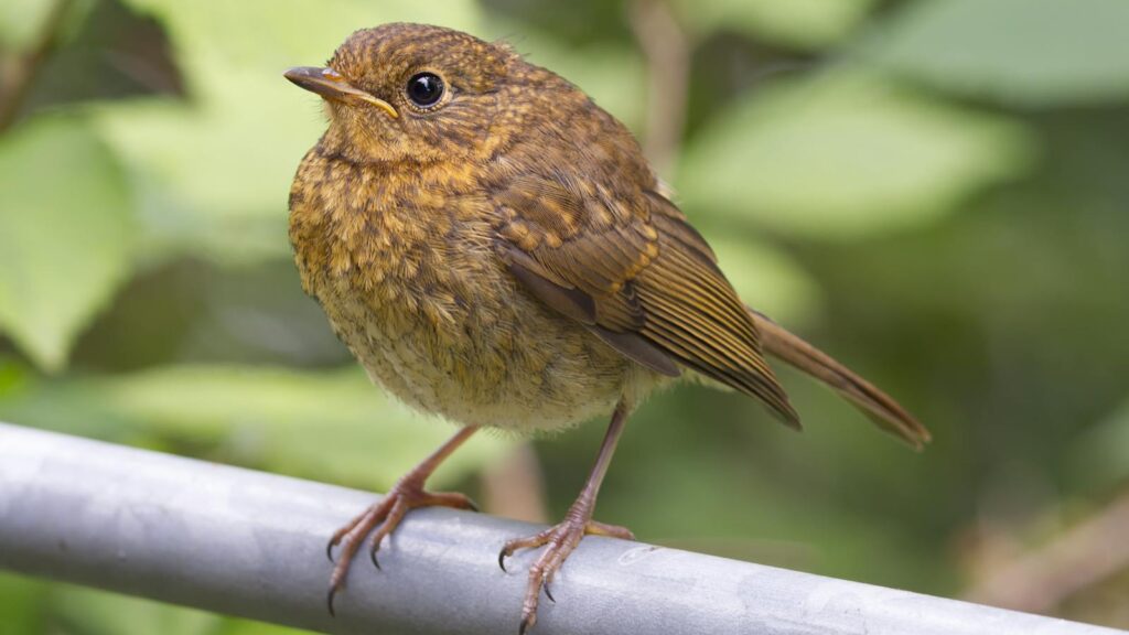 Juvenile American Robin perched on a metal pole railing