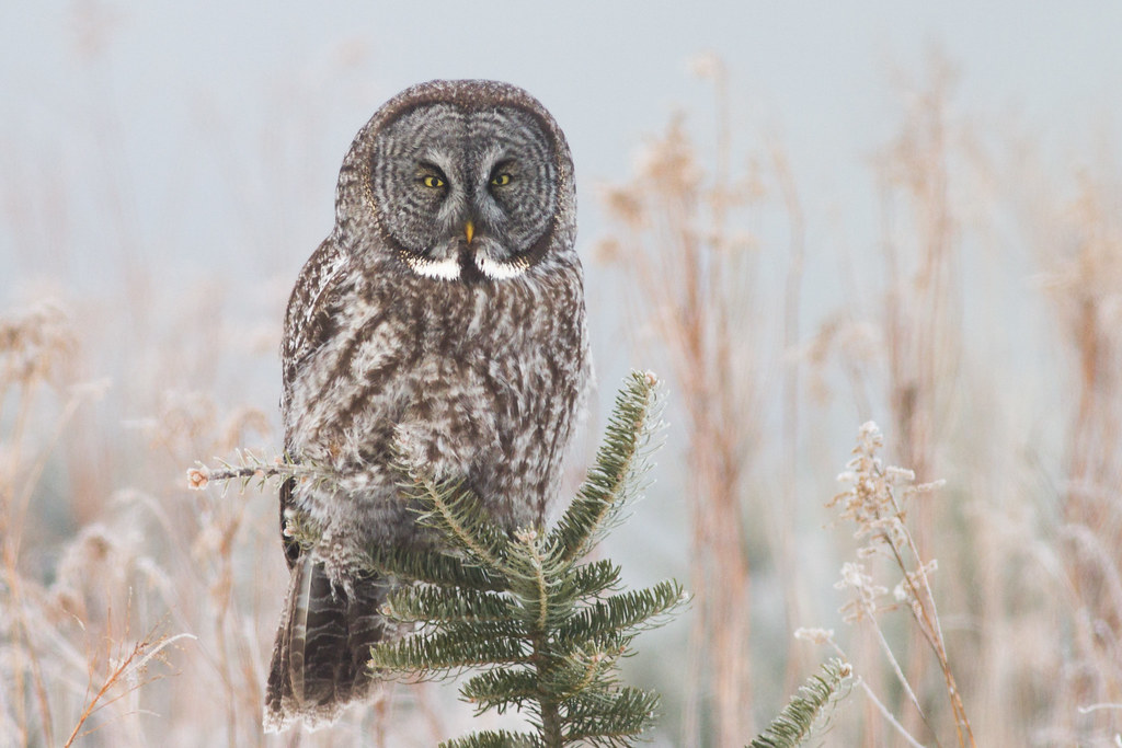 A Great Grey Owl perches on a small pine tree in a wintry scene.