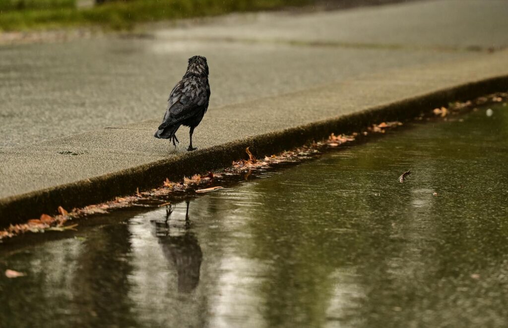 Crow walks along a wet sidewalk, reflecting in a rain puddle.