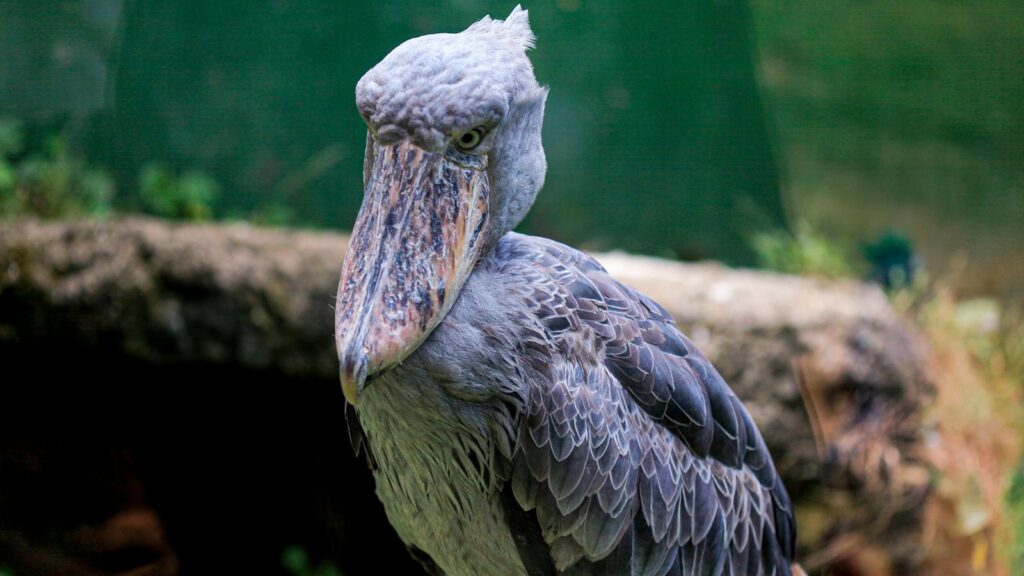 close-up of a shoebill stork showcasing its unique beak and facial features