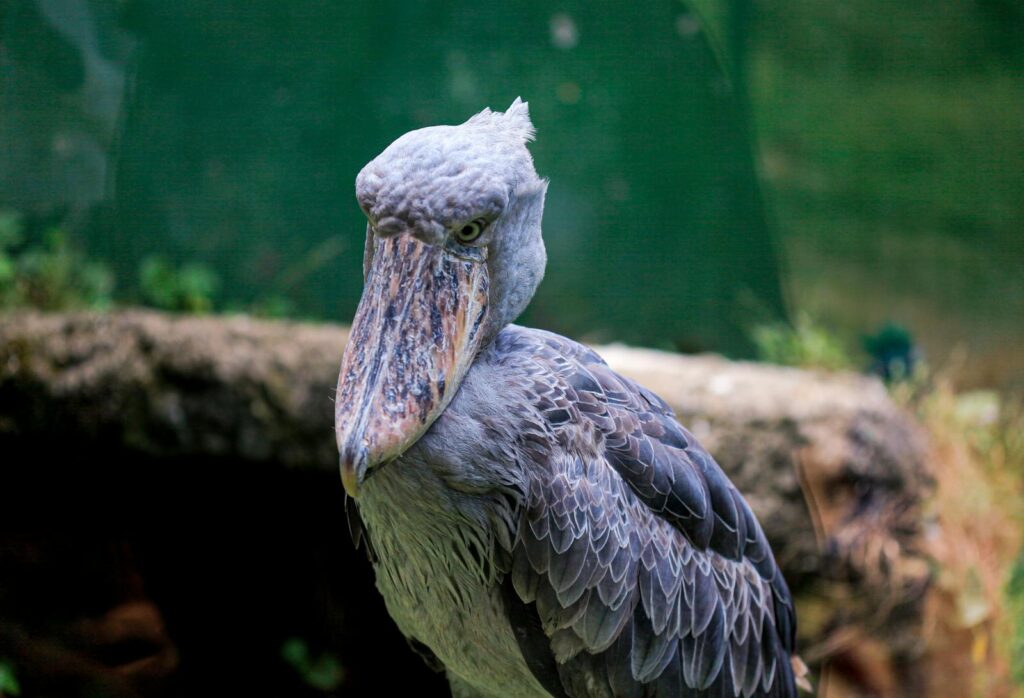 A shoebill stork in its natural habitat, showcasing its distinctive beak and feathers.