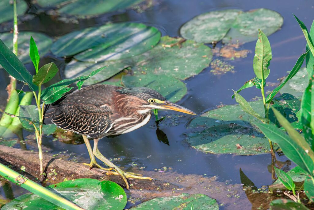 A Green heron stands on a log in a body of water.