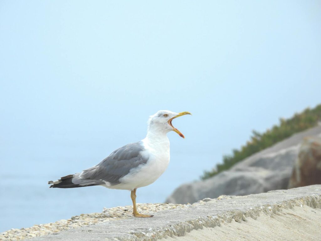 A solitary seagull stands on a coastal rock, calling out by the sea.