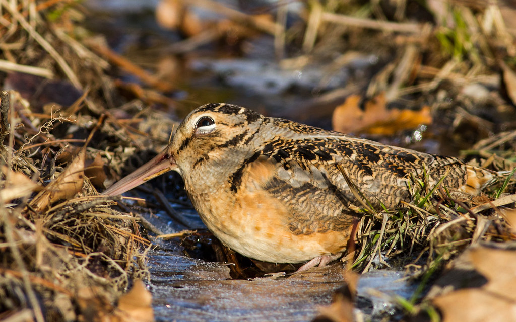 An American Woodcock with brown and black plumage rests on the ground.