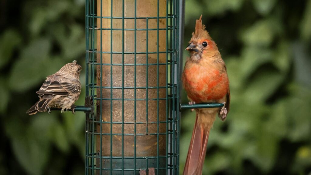 Two birds perched on opposite sides of a bird feeder