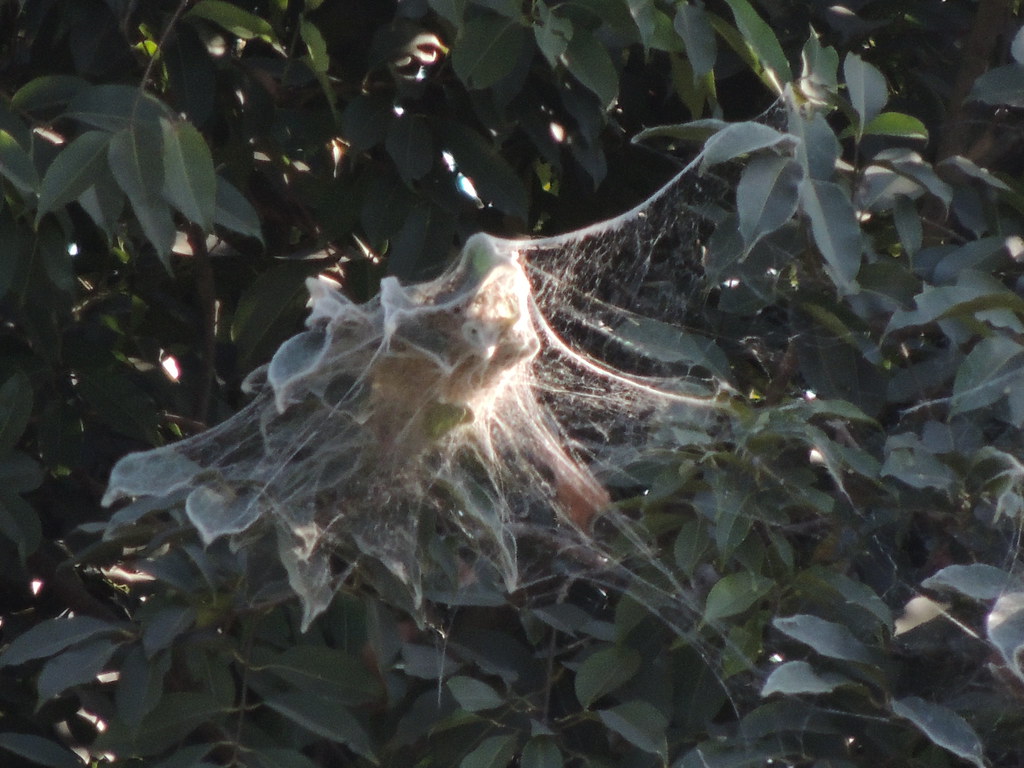 A fall webworm nest is visible among the green leaves of a tree.
