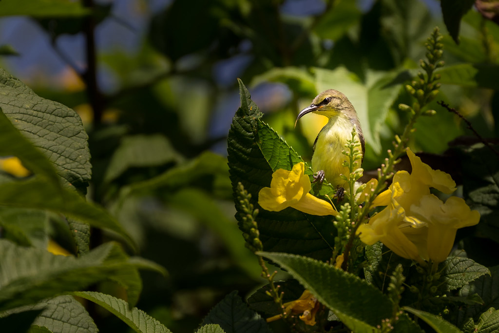 A Purple-rumped Sunbird with iridescent green and purple plumage perches on a branch.