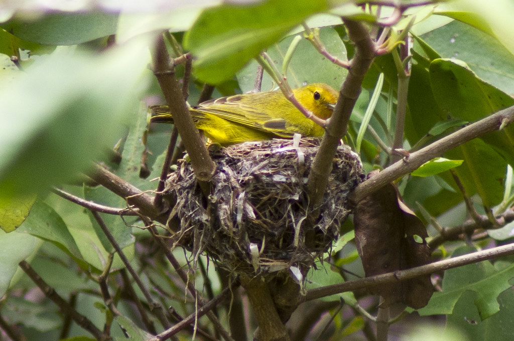 A Yellow Warbler sits in its nest among green leaves.