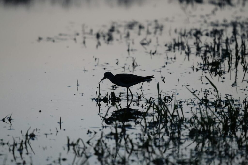 A serene twilight scene capturing a bird's silhouette reflected in a tranquil wetland.