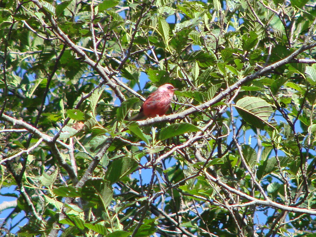A Pink-headed Warbler perches on a branch, surrounded by green leaves.