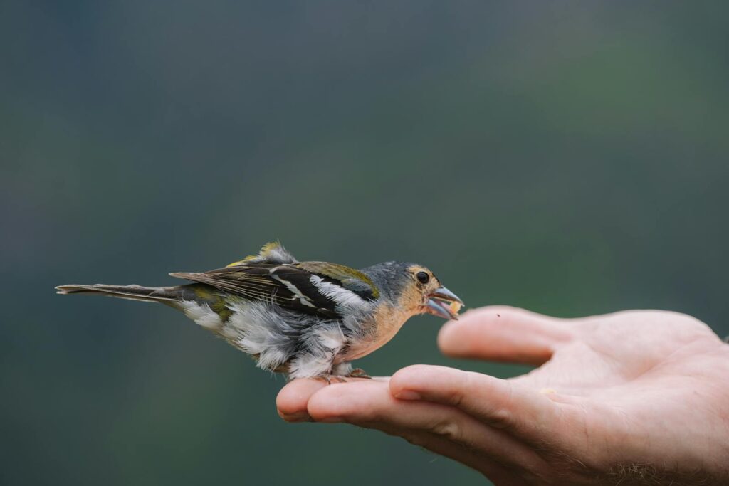 A close-up of a small bird sitting on a human hand, symbolizing connection with nature.