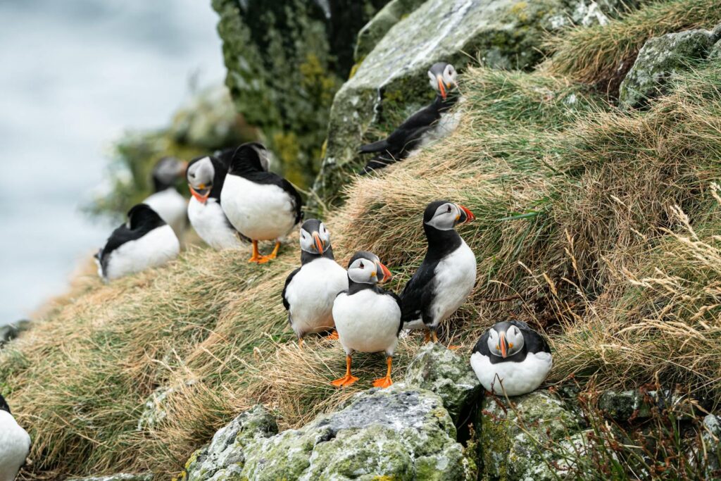 Adorable Atlantic Puffins resting on a rocky cliff in Treshnish, Scotland.