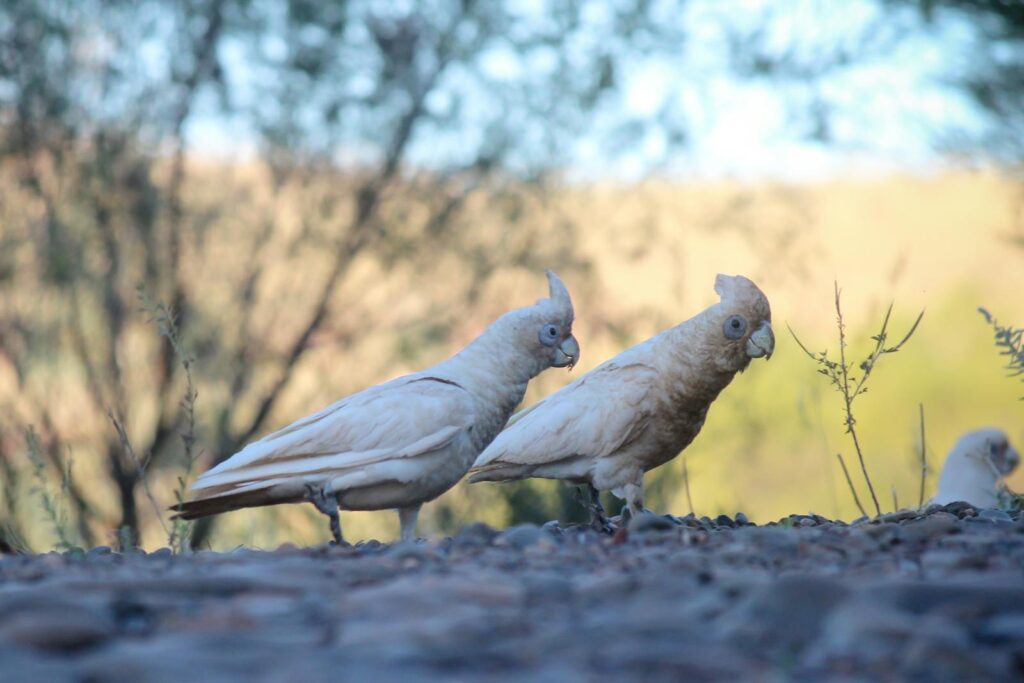 Two white cockatoos walking on a rocky surface in an outdoor setting.